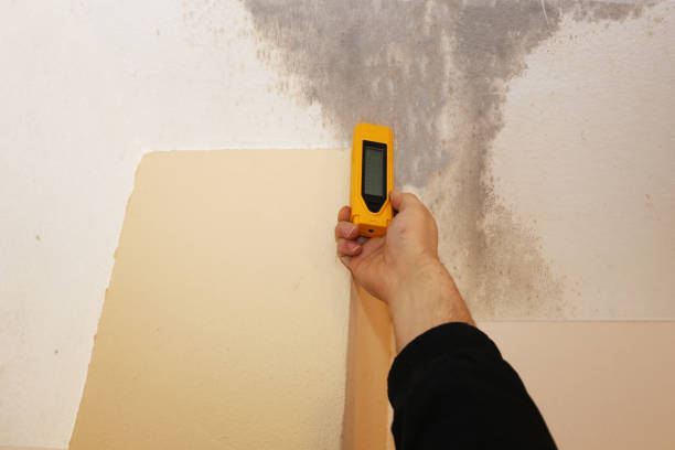 Best Attic Mold Removal  in Baxley, GA