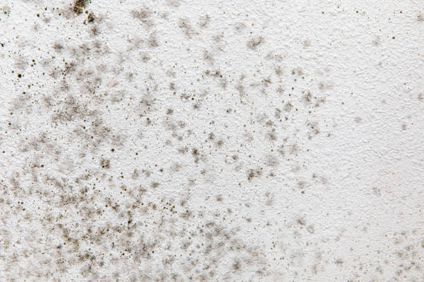 Best Commercial Mold Inspection  in Baxley, GA