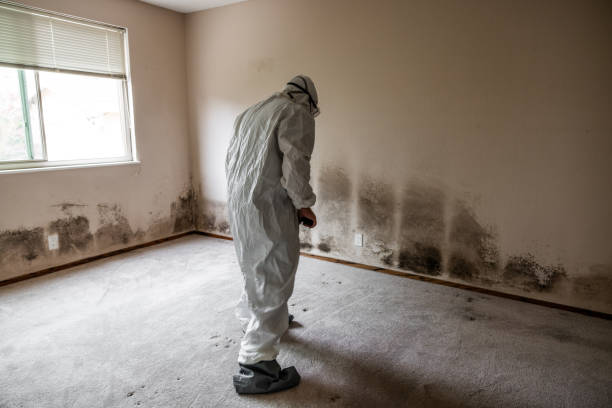 Mold Documentation for Insurance Claims in Baxley, GA