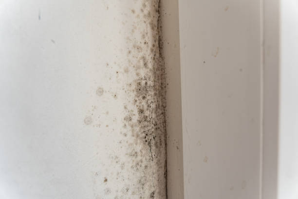 Professional Mold Removal in Baxley, GA