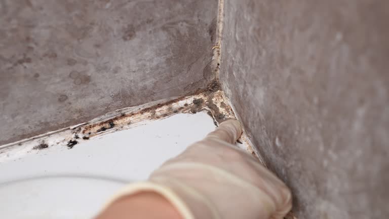 Best Mold Remediation for Healthcare Facilities  in Baxley, GA